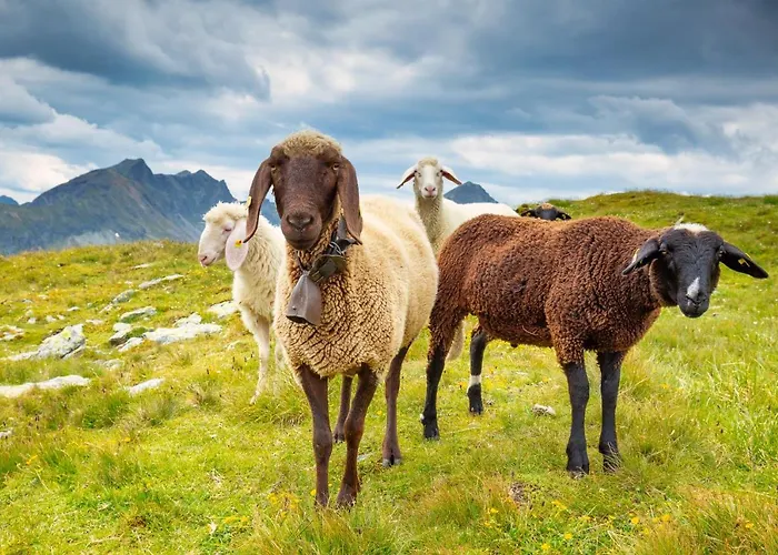 Neues Luxus Dachstein - - Inklusive Sommercard! *